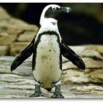 Happy penguin at aquarium