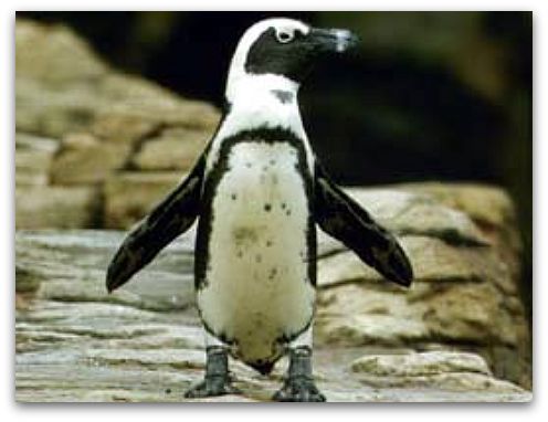 Happy penguin at aquarium