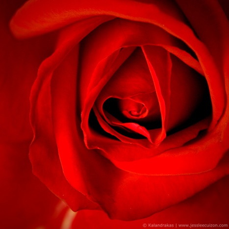 Mother's Day Rose
