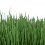 wet grass