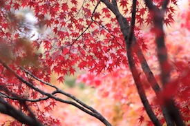 japanese_red_maple_trees japanese frugal life