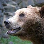 bear_profile