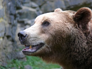 Investment Strategies During a Bear Market